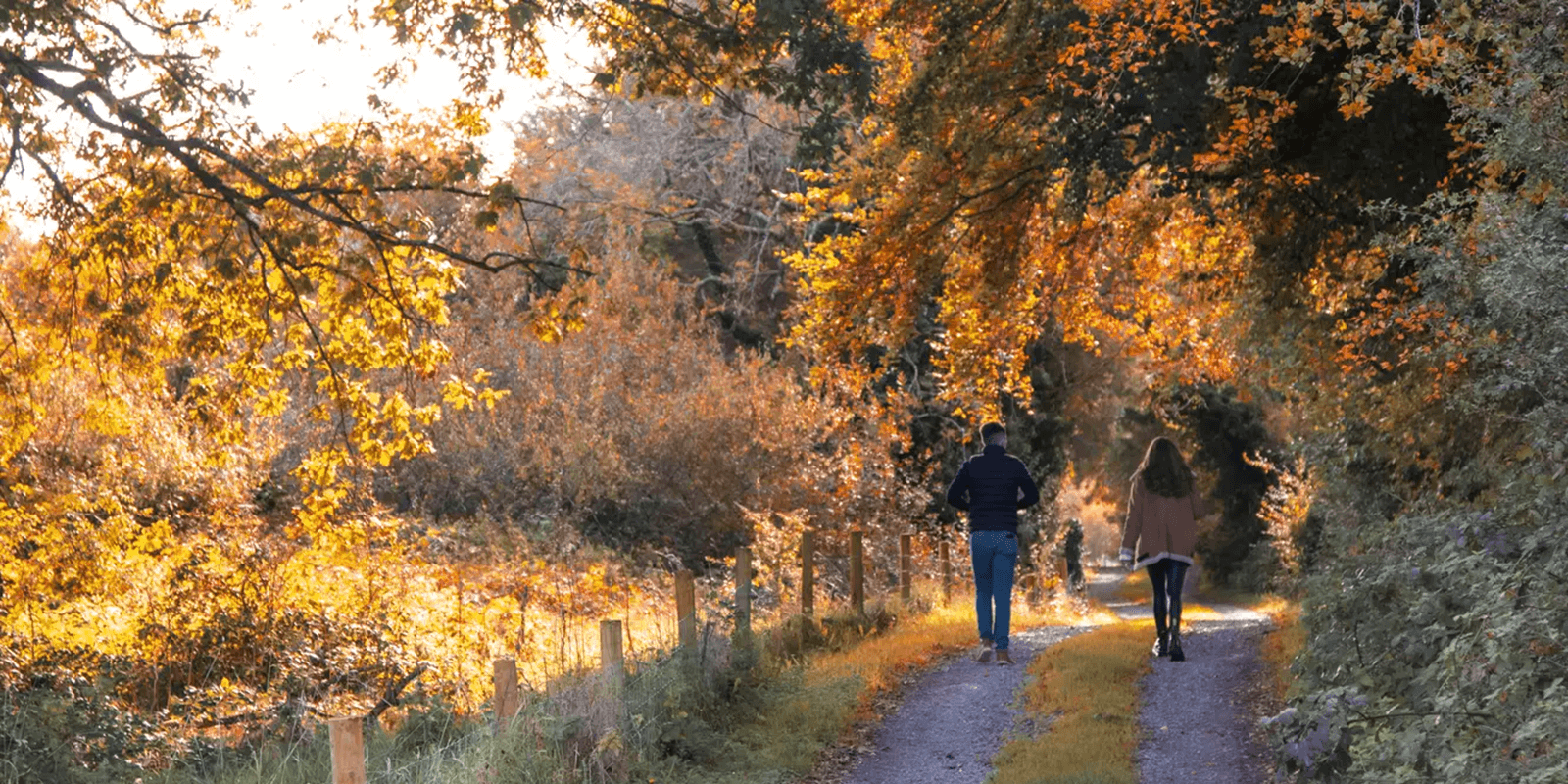 Autumn Wesport Woods Hotel Banner